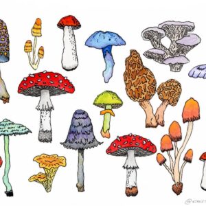 Mushroom Print