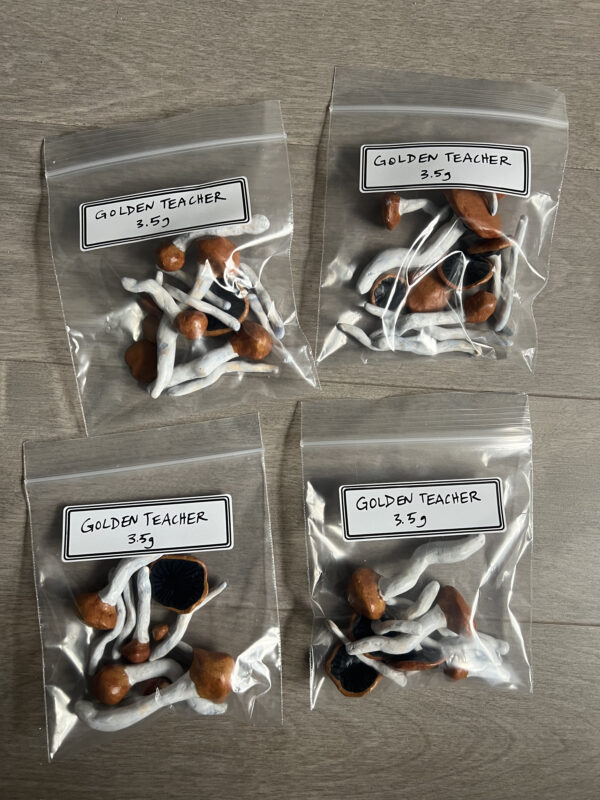 Golden Teacher Magic Mushrooms (Clay) - Image 4