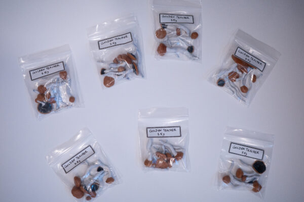 Golden Teacher Magic Mushrooms (Clay) - Image 2