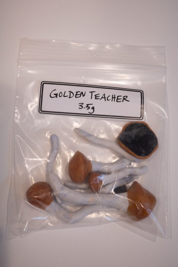 Golden Teacher Magic Mushrooms (Clay) - Image 3